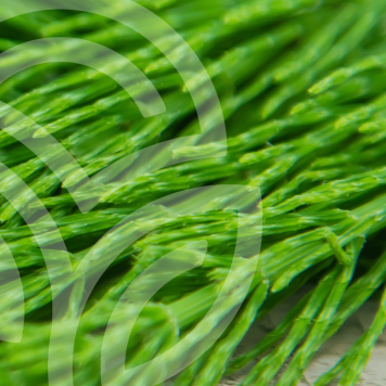 HSN-W NSP model NSP 935 | Nr. imagine 1